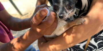 “Campaña de Esterilización y Vacuna Antirrábica Canina y Felina”