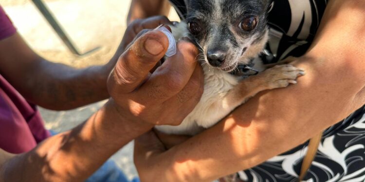 “Campaña de Esterilización y Vacuna Antirrábica Canina y Felina”