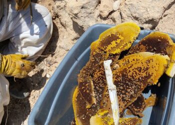 El coordinador de Ecología en Cabo San Lucas Gustavo Castro Zumaya, comunicó que a través de su equipo de especialistas se encargan de atender los reportes ciudadanos por presencia de enjambres de abejas, sin costo alguno.