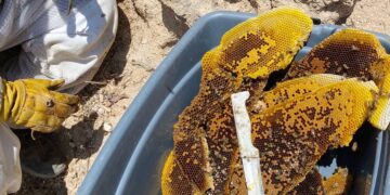 El coordinador de Ecología en Cabo San Lucas Gustavo Castro Zumaya, comunicó que a través de su equipo de especialistas se encargan de atender los reportes ciudadanos por presencia de enjambres de abejas, sin costo alguno.