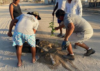 El presidente municipal de Los Cabos Oscar Leggs Castro giró instrucciones a la Dirección General de Ecología y Medio Ambiente a través de la Coordinación Municipal de Recursos Forestales para llevar a cabo el Programa Municipal de Reforestación.