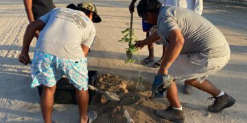El presidente municipal de Los Cabos Oscar Leggs Castro giró instrucciones a la Dirección General de Ecología y Medio Ambiente a través de la Coordinación Municipal de Recursos Forestales para llevar a cabo el Programa Municipal de Reforestación.