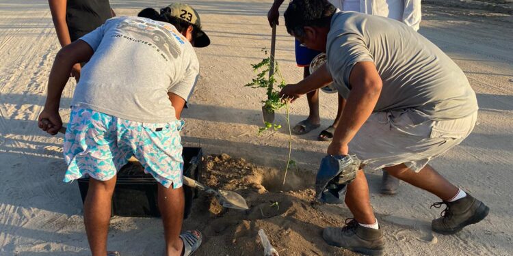 El presidente municipal de Los Cabos Oscar Leggs Castro giró instrucciones a la Dirección General de Ecología y Medio Ambiente a través de la Coordinación Municipal de Recursos Forestales para llevar a cabo el Programa Municipal de Reforestación.