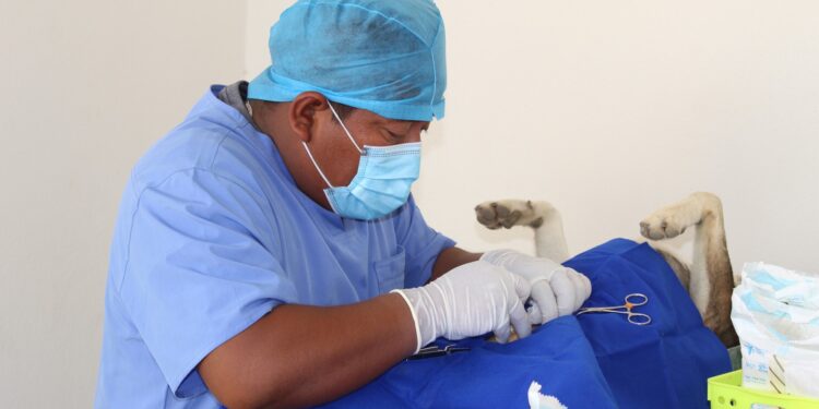 El director municipal de Salud en Los Cabos, Dr. Juan Carlos Costich Pérez, informó que poco más de 40 mascotas fueron esterilizados este pasado viernes durante la campaña que se llevó a cabo en la inaugurada Unidad Médica de Salud