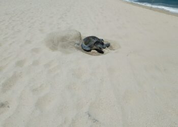 A un mes de iniciada la temporada más fuerte de llegada de tortugas marinas para su anidación en las costas del municipio de Los Cabos