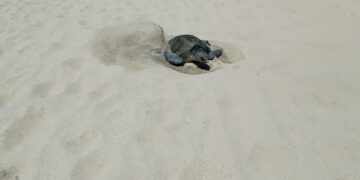 A un mes de iniciada la temporada más fuerte de llegada de tortugas marinas para su anidación en las costas del municipio de Los Cabos