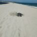 A un mes de iniciada la temporada más fuerte de llegada de tortugas marinas para su anidación en las costas del municipio de Los Cabos