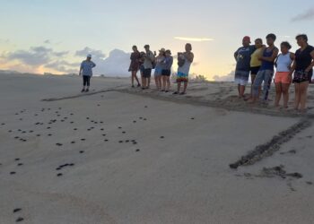 Intensivas labores está realizando la Dirección General de Ecología y Medio Ambiente a través del Programa Municipal de Protección a la Tortuga Marina