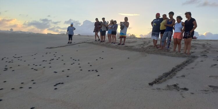 Intensivas labores está realizando la Dirección General de Ecología y Medio Ambiente a través del Programa Municipal de Protección a la Tortuga Marina