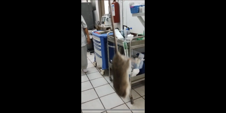 Trabajadores cazan ratas en quirófano del ISSSTE mientras autoridad local brilla por su ausencia