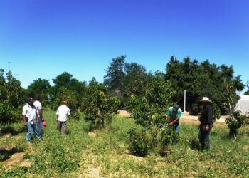 GOBIERNO DEL ESTADO DONA MÁS DE 6 MIL PLANTAS FRUTALES Y DE ORNATO