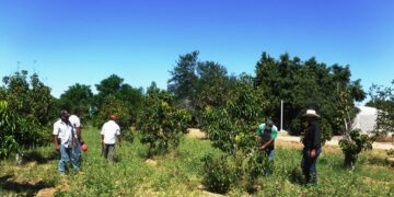 GOBIERNO DEL ESTADO DONA MÁS DE 6 MIL PLANTAS FRUTALES Y DE ORNATO