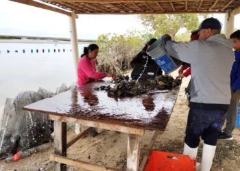 RECONOCE SEPADA LABOR DE LAS MUJERES EN LA ACUACULTURA