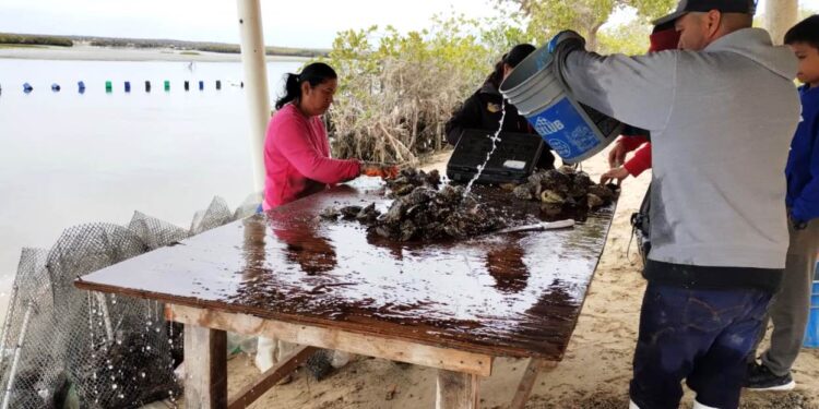 RECONOCE SEPADA LABOR DE LAS MUJERES EN LA ACUACULTURA