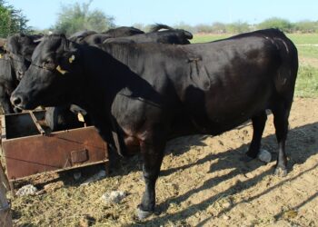 MANTIENEN TRABAJOS PERMANENTES CONTRA LA GARRAPATA BOOPHILUS