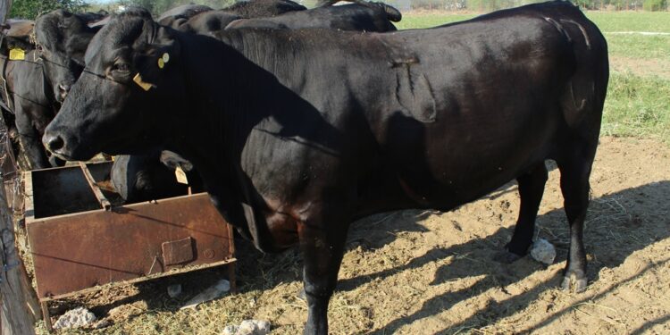 MANTIENEN TRABAJOS PERMANENTES CONTRA LA GARRAPATA BOOPHILUS