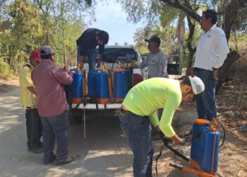 INTENSIFICARÁN PLAN EMERGENTE CONTRA MOSCA DE LA FRUTA: SEPADA