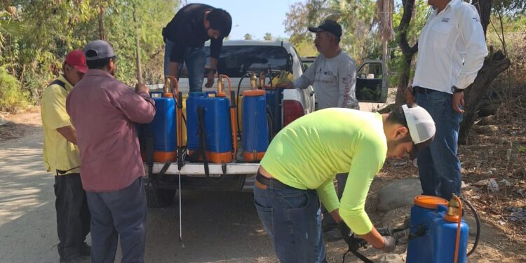 INTENSIFICARÁN PLAN EMERGENTE CONTRA MOSCA DE LA FRUTA: SEPADA