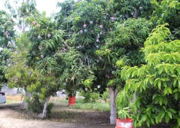 DESTACAN RESULTADOS DEL PLAN EMERGENTE CONTRA MOSCA DE LA FRUTA