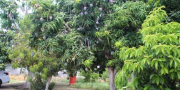 DESTACAN RESULTADOS DEL PLAN EMERGENTE CONTRA MOSCA DE LA FRUTA