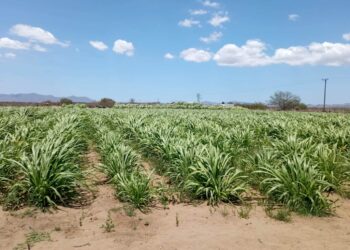 APOYA GOBIERNO DEL ESTADO A PRODUCTORES CON ALIMENTO PARA GANADO