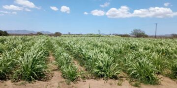 APOYA GOBIERNO DEL ESTADO A PRODUCTORES CON ALIMENTO PARA GANADO