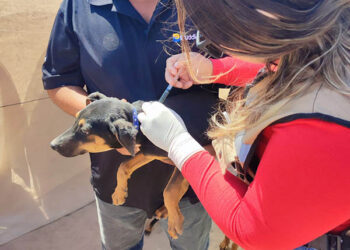 CON DESPARASITACIONES CANINAS REFUERZA SALUD ESTATAL EL COMBATE A LA RICKETTSIA EN MULEGÉ