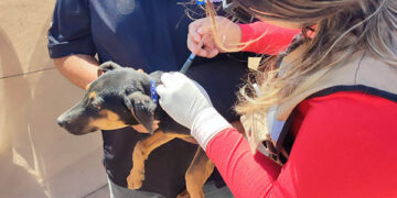 CON DESPARASITACIONES CANINAS REFUERZA SALUD ESTATAL EL COMBATE A LA RICKETTSIA EN MULEGÉ