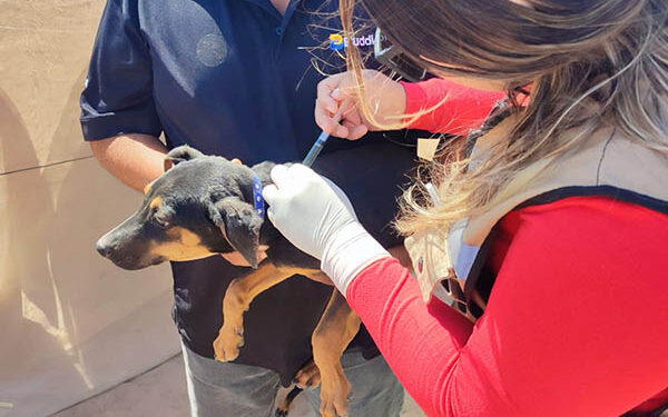 CON DESPARASITACIONES CANINAS REFUERZA SALUD ESTATAL EL COMBATE A LA RICKETTSIA EN MULEGÉ