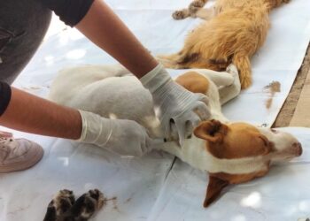 MÁS DE 23 MIL PERROS Y GATOS HA VACUNADO SALUD ESTATAL CONTRA LA RABIA