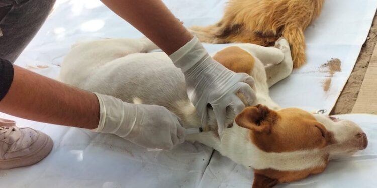 MÁS DE 23 MIL PERROS Y GATOS HA VACUNADO SALUD ESTATAL CONTRA LA RABIA