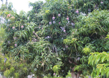 EXPORTAN 170 TONELADAS DE MANGO A JAPÓN Y ESTADO UNIDOS