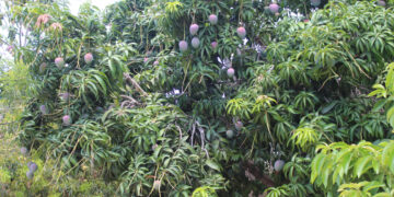 EXPORTAN 170 TONELADAS DE MANGO A JAPÓN Y ESTADO UNIDOS