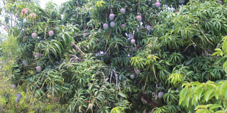 EXPORTAN 170 TONELADAS DE MANGO A JAPÓN Y ESTADO UNIDOS