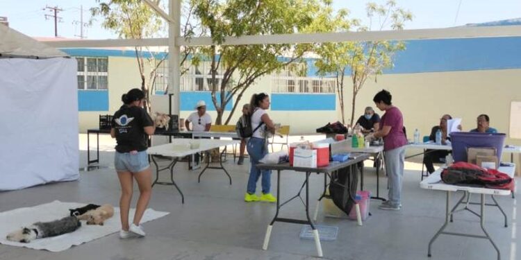 Realiza CEMAC en conjunto con Sector Salud 56 esterilizaciones durante Julio