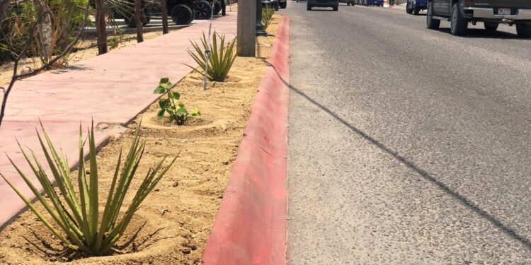 Realiza Servicios Públicos reforestación en el acceso principal de Los Barriles