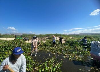 El Estero Josefino es una prioridad; por ello, quitar el lirio acuático ha sido una tarea permanente, al grado que se han retirado 400 toneladas de la planta en lo que va del año