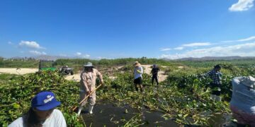 El Estero Josefino es una prioridad; por ello, quitar el lirio acuático ha sido una tarea permanente, al grado que se han retirado 400 toneladas de la planta en lo que va del año
