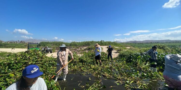 El Estero Josefino es una prioridad; por ello, quitar el lirio acuático ha sido una tarea permanente, al grado que se han retirado 400 toneladas de la planta en lo que va del año
