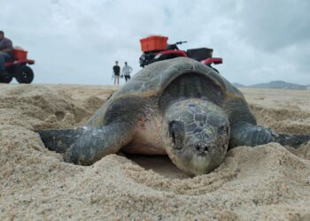 “Protección Exitosa de Tortugas Marinas en Los Cabos: Más de 1,000 Nidos Salvaguardados en 2023”