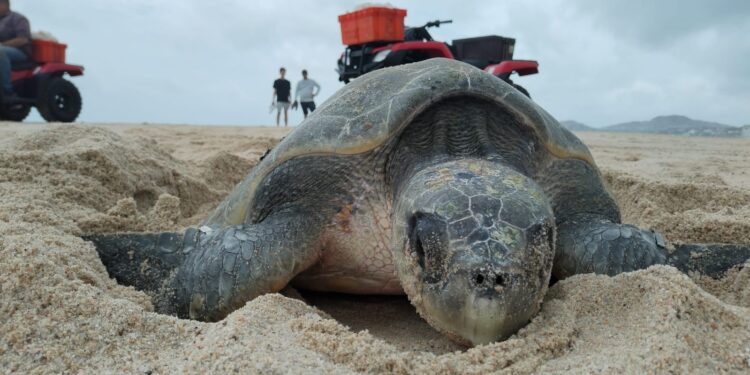 “Protección Exitosa de Tortugas Marinas en Los Cabos: Más de 1,000 Nidos Salvaguardados en 2023”