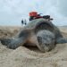 “Protección Exitosa de Tortugas Marinas en Los Cabos: Más de 1,000 Nidos Salvaguardados en 2023”
