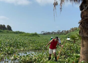 A través de la Coordinación Municipal de la Reserva Ecológica Estero de San José del Cabo, se han desplegado en la zona 6 guardaparques.