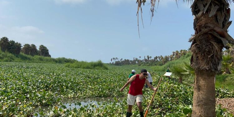 A través de la Coordinación Municipal de la Reserva Ecológica Estero de San José del Cabo, se han desplegado en la zona 6 guardaparques.