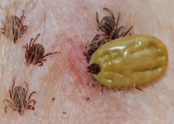 Altas temperaturas Agudiza Problema de Garrapatas en Perros Callejeros en BCS