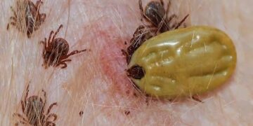 Altas temperaturas Agudiza Problema de Garrapatas en Perros Callejeros en BCS