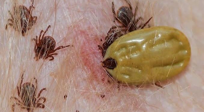 Altas temperaturas Agudiza Problema de Garrapatas en Perros Callejeros en BCS