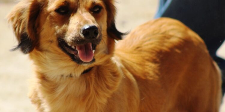 Anuncia Alcaldesa la implementación del Programa de Registro Municipal de Mascotas