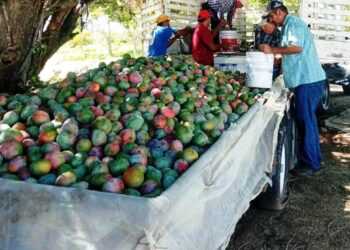 DONA CEPROVEG, 8.7 TONELADAS DE MANGO AL SEDIF Y COMUNIDADES DE EL CARRIZAL Y LA TRINIDAD&nbsp;