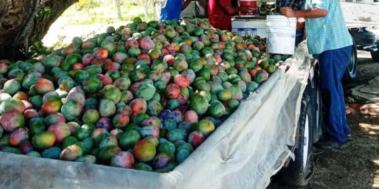 DONA CEPROVEG, 8.7 TONELADAS DE MANGO AL SEDIF Y COMUNIDADES DE EL CARRIZAL Y LA TRINIDAD&nbsp;